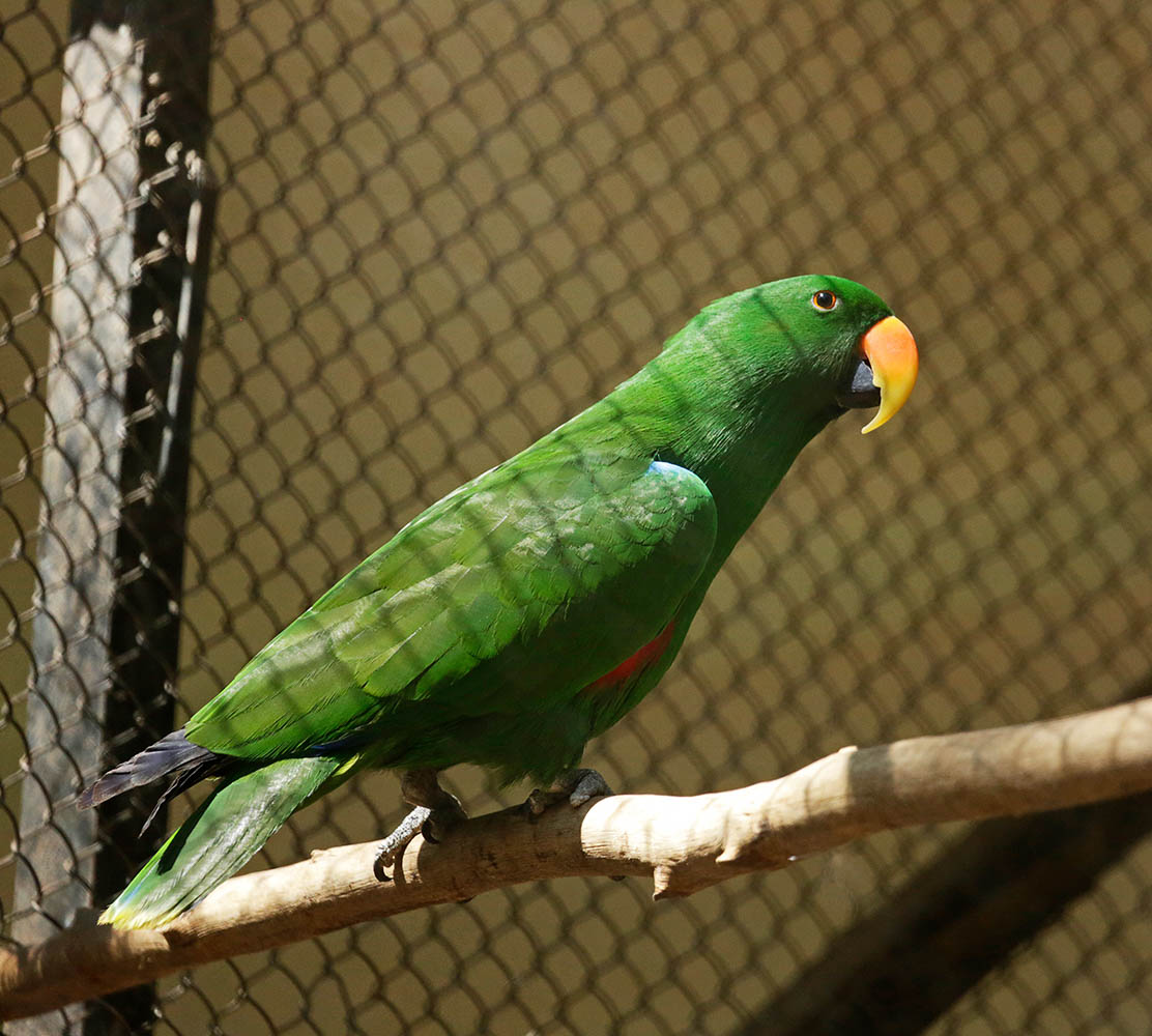Eclectus Parrot